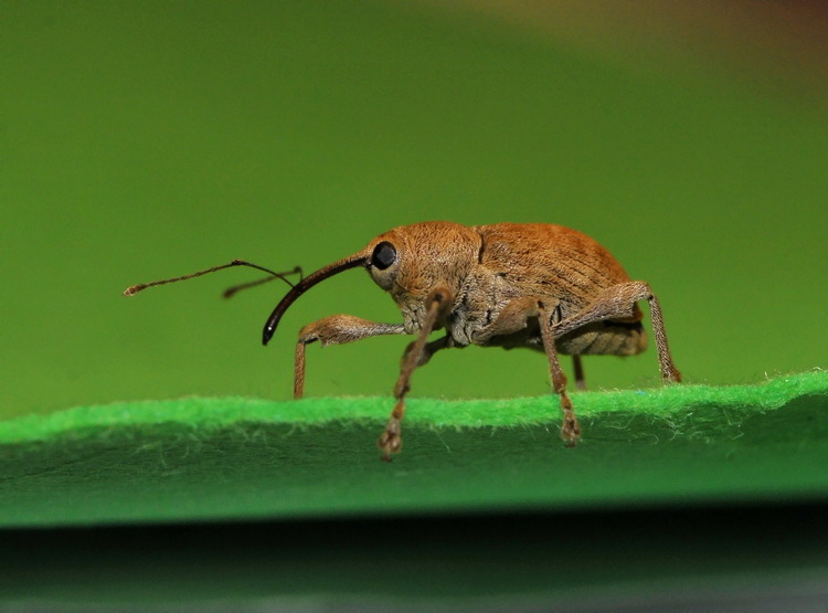 Curculionides dal mio PC... Curculio elephas